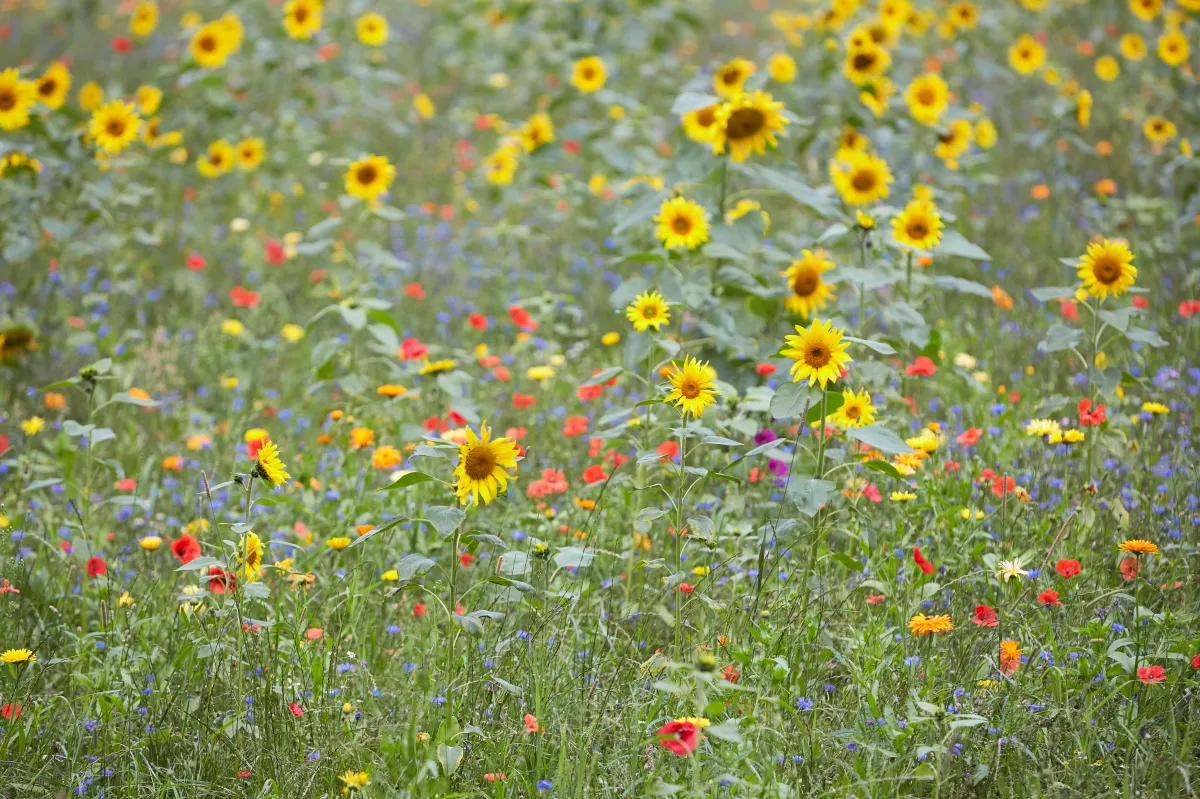 Green Scents Are Sprouting Up as Major Ecological and Geopolitical Stressors Surge